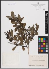 Foto von Salix aurita L. x Salix phylicifolia L.